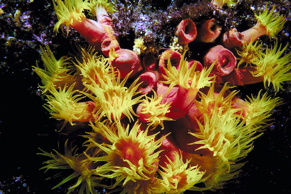 Admira la espectacular vida marina