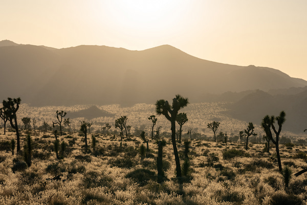 Recorre los senderos del Parque Nacional Joshua Tree